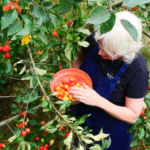 Blackwater Hedgerow Gin