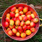 Blackwater Hedgerow Gin