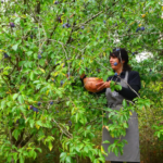 Blackwater Hedgerow Gin