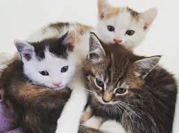 Pot Still Irish: Our Stolen Heritage Part 1